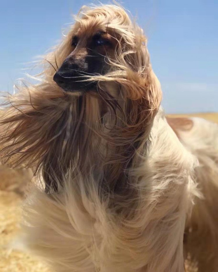 超级模特阿富汗猎犬你了解多少