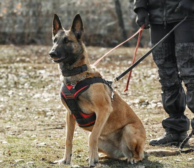 养马犬的几大好处不养不知道