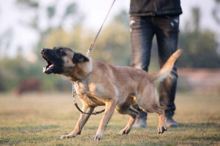 养马犬的几大好处不养不知道