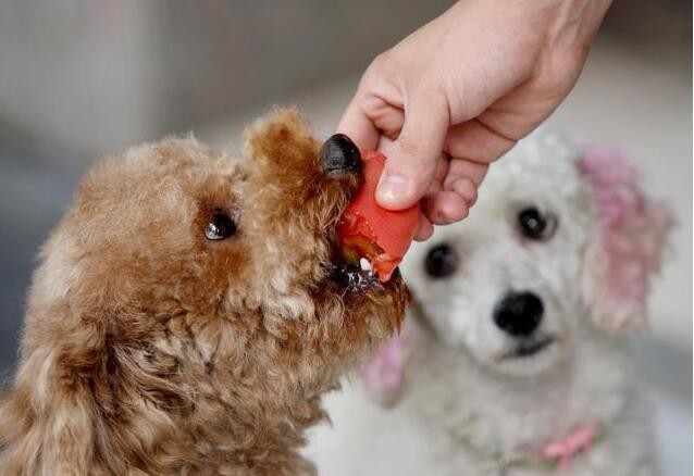 长寿的泰迪犬都会有的5个特征你家有吗