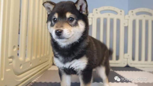 黑色柴犬多少钱一只黑色柴犬幼犬的价格