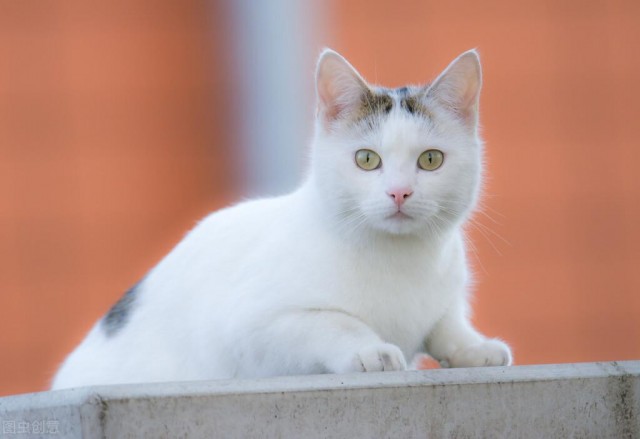 怎样纠正宠物猫在床上窝尿