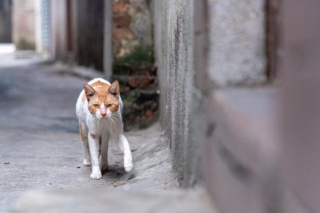 宠物猫是如何变成流浪猫的？流浪猫的生活是怎样的？