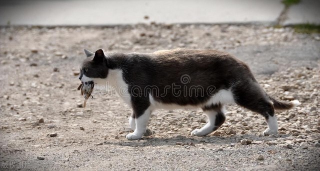 你知道小猫的狩猎表现有哪些吗是什么意思呢