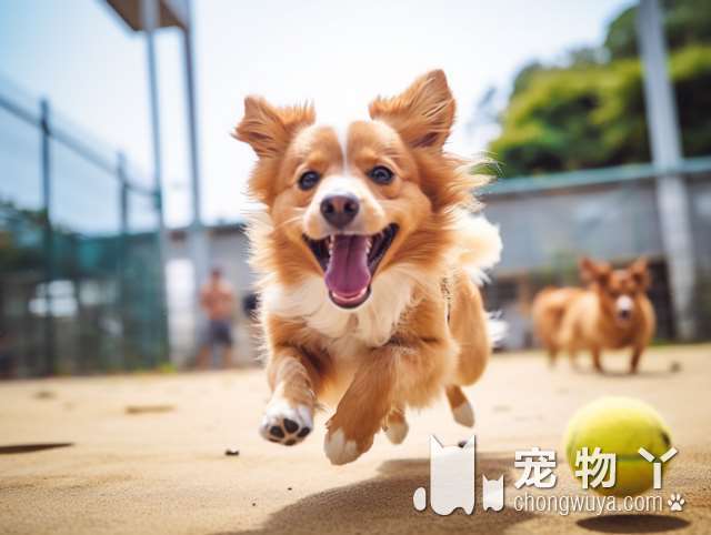 说实话，“柯基犬”有这些表现，证明它是一只好狗！