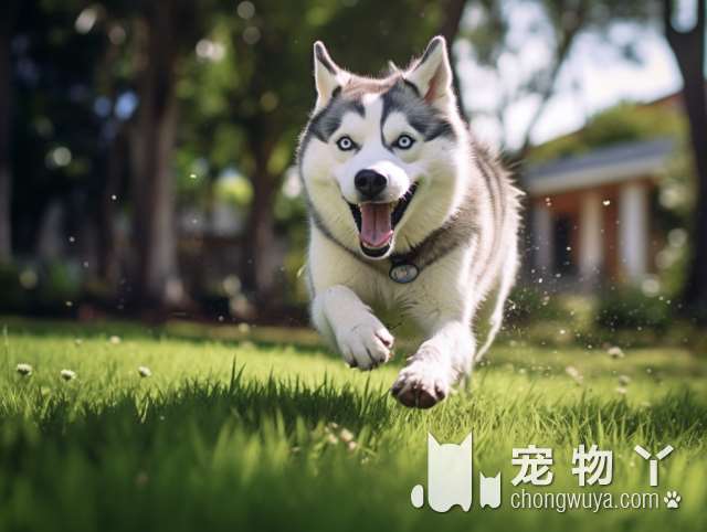 日本柴犬的名字？