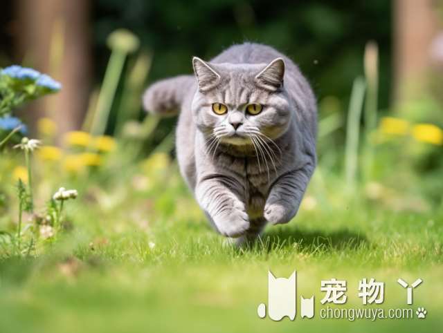 三花德文卷毛猫的花色可能性？